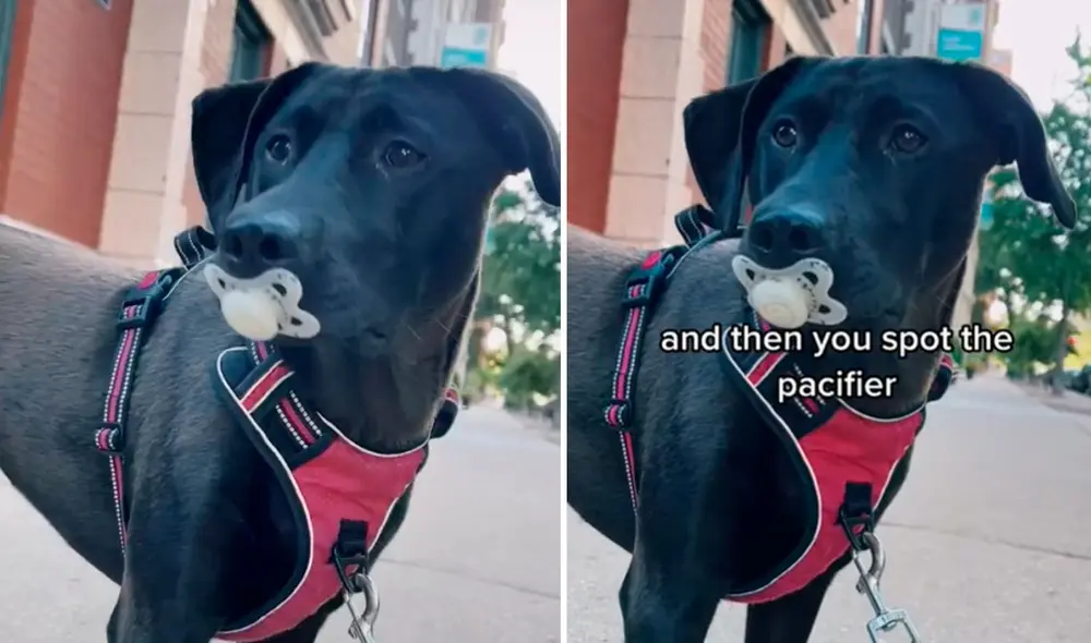 La tierna conducta de esta perrita llamó la atención de miles de usuarios en las redes sociales. Foto: composición LR/captura de TikTok/@lawstudentprincess