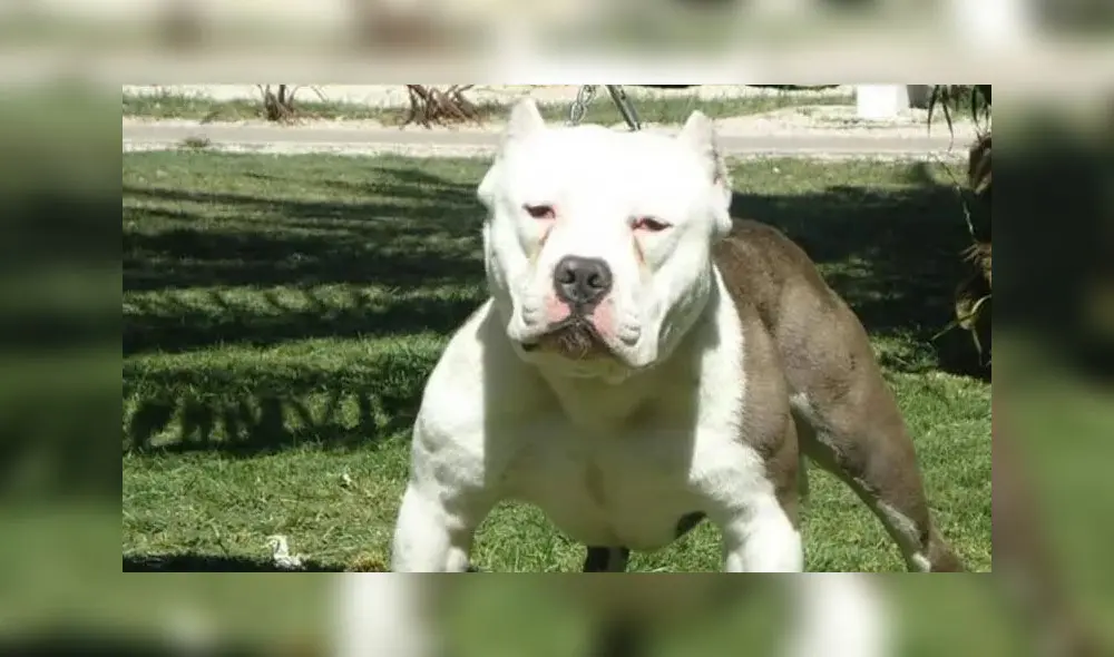 En Argentina se han registrado 7 incidentes graves con perros pitbull. Foto: mendozapost.com