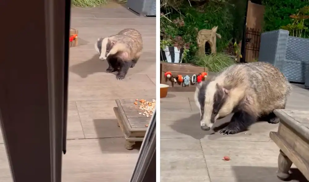Debido a las constantes visitas del animal, los integrantes de la familia ponían una gran cantidad de frutas y más en una mesa. Foto: composición de LR/YouTube/Clarín Debido a las constantes visitas del animal, los integrantes de la familia ponían una gran cantidad de frutas y más en una mesa. Foto: composición de LR/YouTube/Clarín