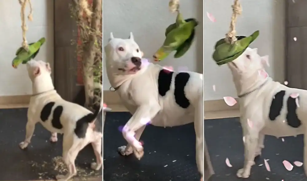 Las mascotas siguen protagonizando divertidos videos en redes sociales. Foto: composición LR/TikTok/@roris1970