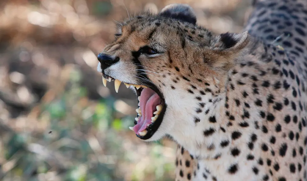 El niño se encontraba jugando en el patio de la casa de un familiar, cuando de repente fue atacado por el animal. Foto: Pixabay El niño se encontraba jugando en el patio de la casa de un familiar, cuando de repente fue atacado por el animal. Foto: Pixabay
