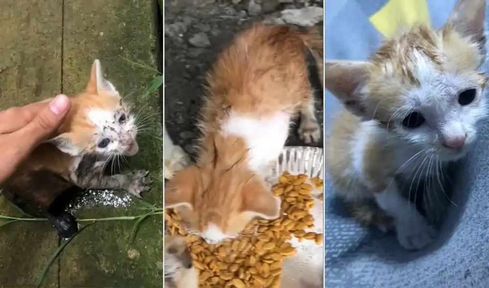 El usuario sigue compartiendo, a través de sus redes, más videos del gatito rescatado. Foto: composición LR/captura de TikTok/@mlvnrbdv El usuario sigue compartiendo, a través de sus redes, más videos del gatito rescatado. Foto: composición LR/captura de TikTok/@mlvnrbdv