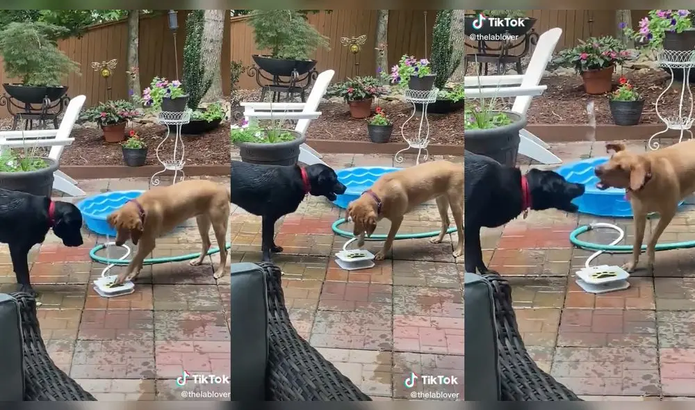 Los dos perritos se diviertieron al intentar tomar agua. Foto: composición/ @thelablover/TikTok