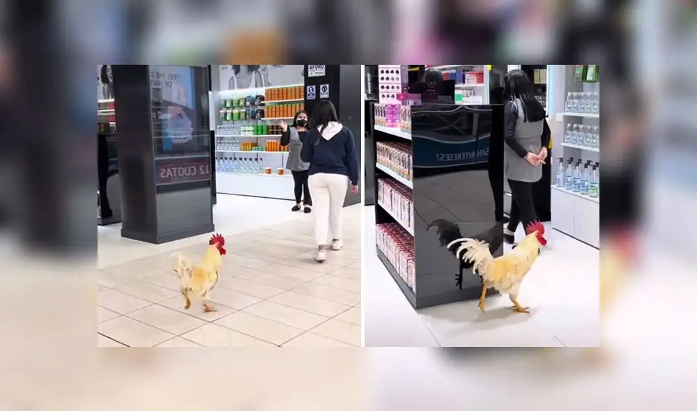 El clip del gallito Claudio sumó 135.000 reproducciones en la red social. Foto: composición LR/captura de TikTok/@tiendaskamill.pe El clip del gallito Claudio sumó 135.000 reproducciones en la red social. Foto: composición LR/captura de TikTok/@tiendaskamill.pe