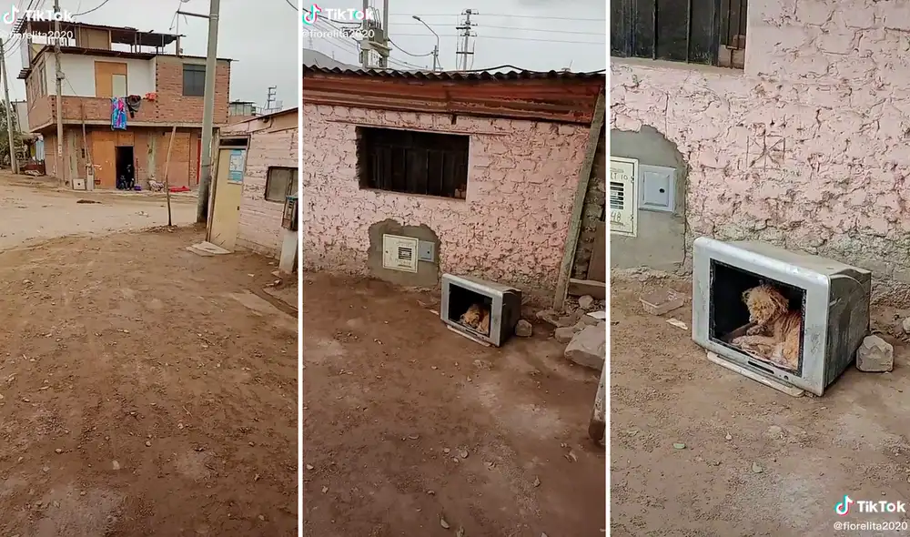 La precariedad en la que vivía el peludito preocupó a miles de amantes de los animales. Foto: composición LR/captura de TikTok/@fiorelita2020