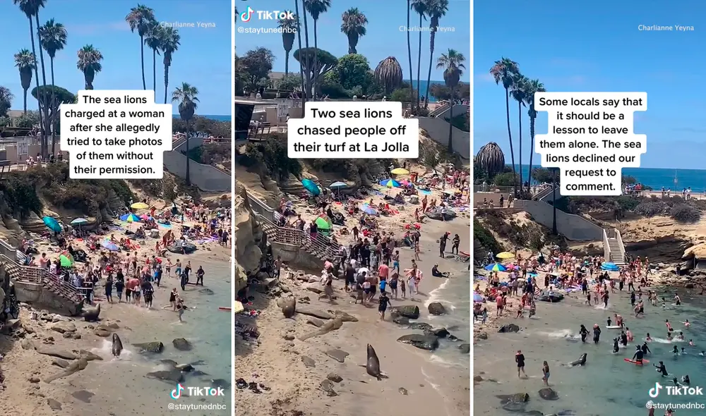 Una mujer que visitaba la zona grabó el preciso instante en que los animales comenzaron a correr molestos por la playa. Foto: composición LR/captura de TikTok/@staytunednbc