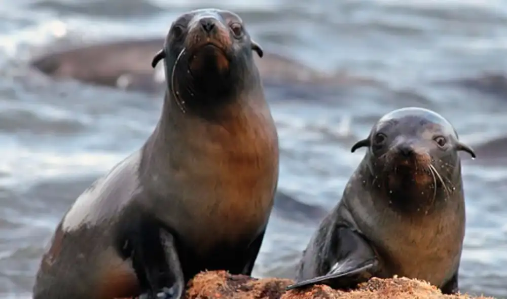 El video se ha hecho viral en plataformas como Facebook y TikTok. Foto: Teorema Ambiental