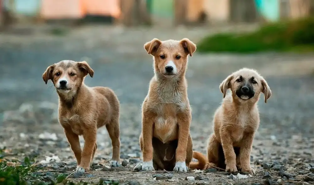 Lamentablemente, nueve de los canes fallecieron y los otros permanecen bajo custodia de la Policía. Foto: Pixabay/referencial