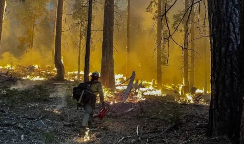 El incencio comenzó el jueves dentro del bosque de las Mariposas, donde se hallan los árboles gigantes. Foto: AFP