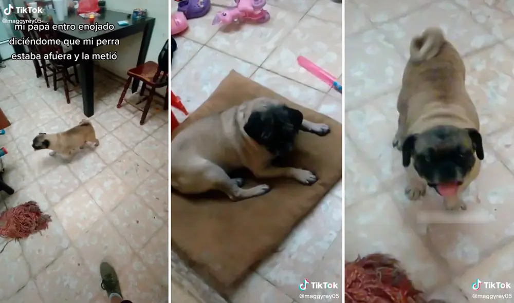 El hombre confundió a su perrita con otro animal de la misma raza. Foto: composición LR/captura de TikTok/@maggyrey05