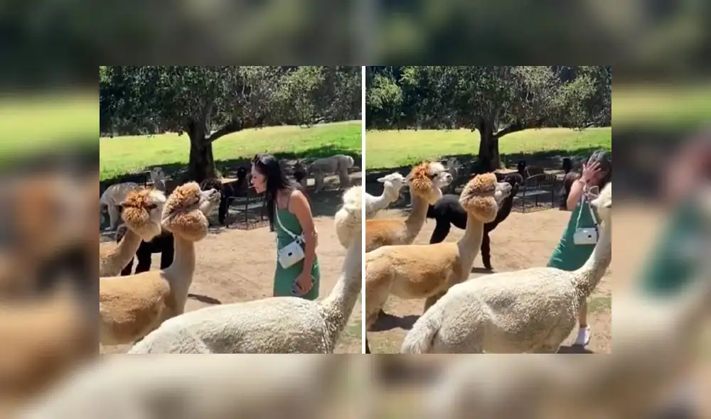 El singular momento obtuvo alrededor de 30 millones de reproducciones en la red social. Foto: composición LR/captura de TikTok/@cutestanimals1412 El singular momento obtuvo alrededor de 30 millones de reproducciones en la red social. Foto: composición LR/captura de TikTok/@cutestanimals1412