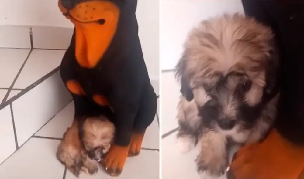 Perrito cautivó los corazones de miles al aferrarse a la alcancía. Foto: composición LR/captura de TikTok/@kendra_silvia