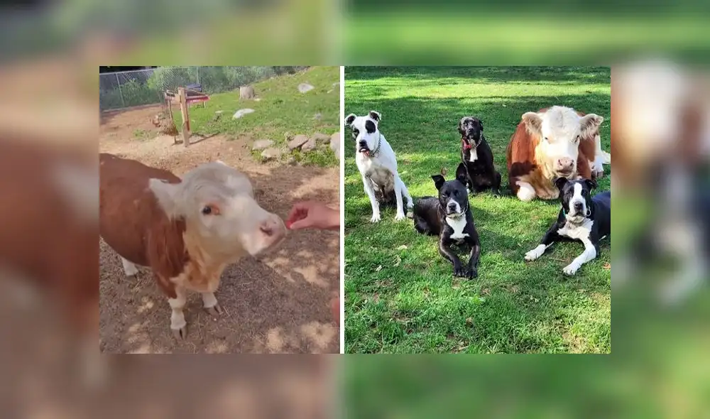Desde que Haru conoció a sus 'hermanos' caninos no se ha separado de ellos. Foto: composición LR/captura de Instagram/@bear_the_pittie