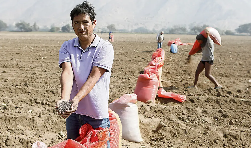 Productores. A días de iniciar la campaña agrícola, el gobierno acelera el paso para abastecer oportunamente a productores. Foto: Marco Cotrina/ La República