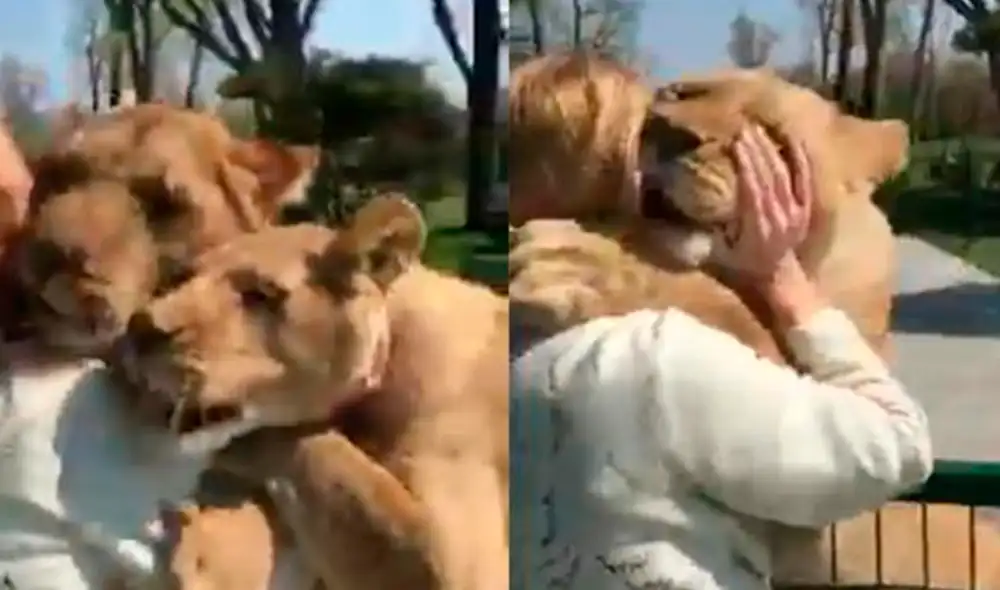 Una de las leones se quedó abrazando a la mujer. Video: @AnxoPerez.com/Twitter Una de las leones se quedó abrazando a la mujer. Video: @AnxoPerez.com/Twitter