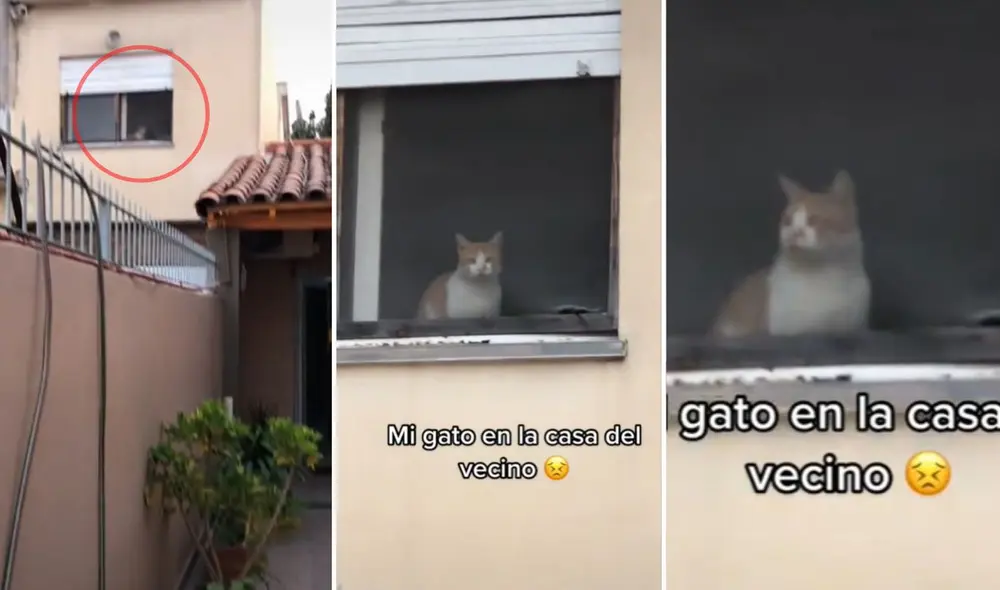 La dueña del gatito 'infiel' sigue publicando contenido de su mascota de dos familias. Foto: TikTok/@userisli9zphcq La dueña del gatito 'infiel' sigue publicando contenido de su mascota de dos familias. Foto: TikTok/@userisli9zphcq