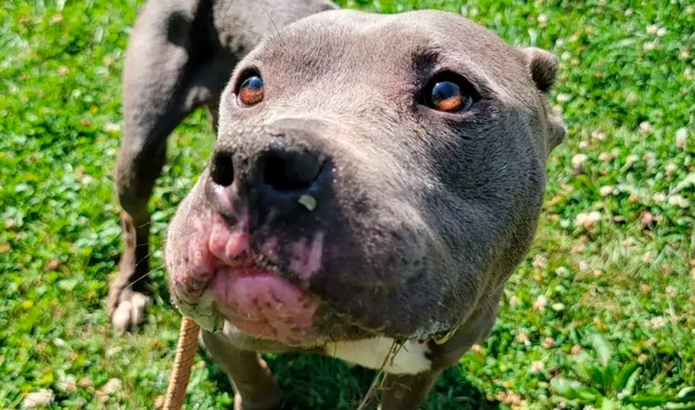 Los especialistas también descubrieron que Penny tiene dos pequeños tumores y una lesión en el labio superior. Foto: Jason Cooke / The Healthy Hearts and Paws Project Los especialistas también descubrieron que Penny tiene dos pequeños tumores y una lesión en el labio superior. Foto: Jason Cooke / The Healthy Hearts and Paws Project