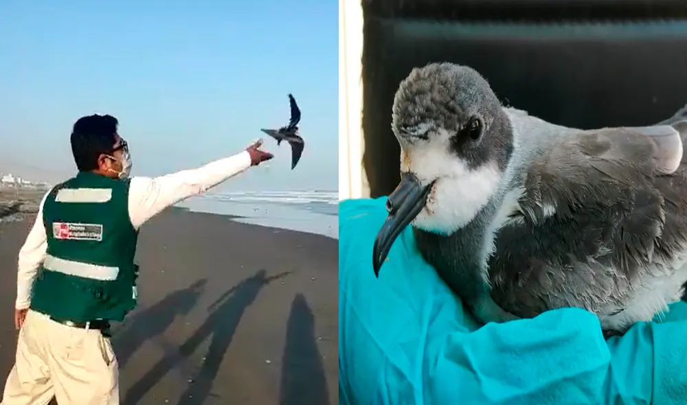 Sus características principales son el orificio nasal en forma de tubo y las patas palmeadas. Foto: Serfor