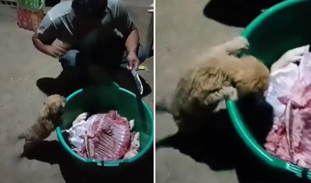 El cachorrito mostró su coraje y se enfrentó a su dueño con ladridos. Foto: TikTok/@reycarlos91 El cachorrito mostró su coraje y se enfrentó a su dueño con ladridos. Foto: TikTok/@reycarlos91