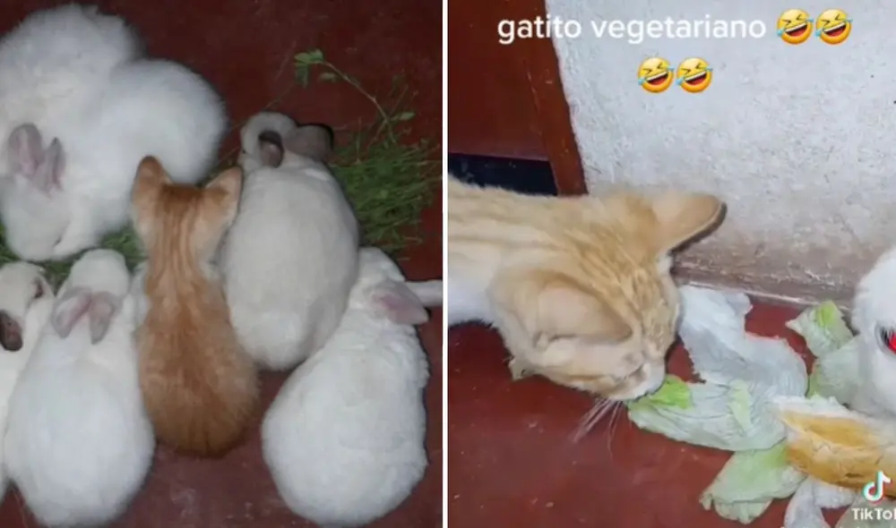 El felino se robó el corazón de miles de usuarios en las redes sociales. Foto: composición LR/captura de TikTok/@lingkatherinemelg