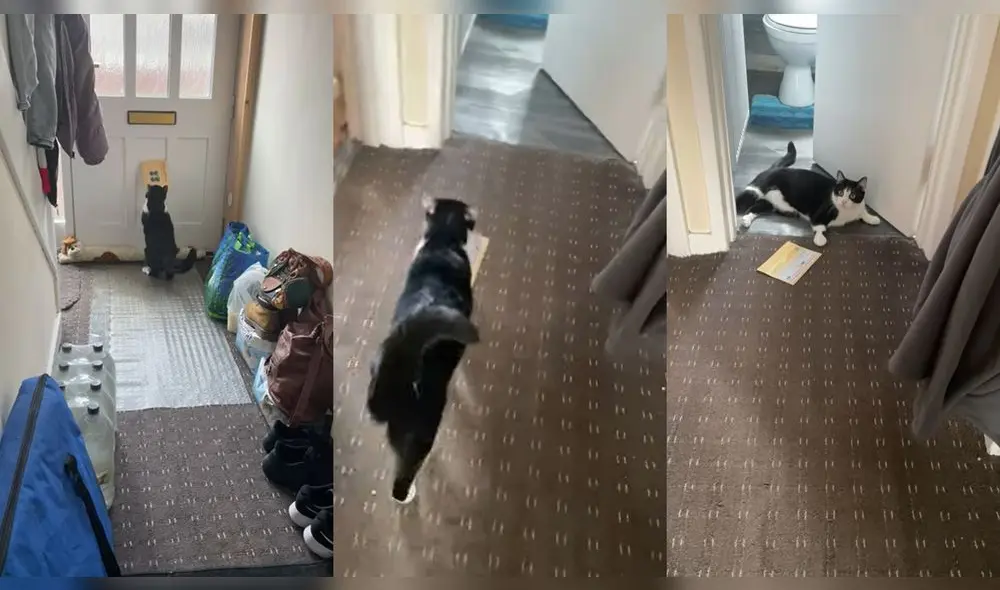 El gatito se echó al lado del baño cuando dejó el correo en el piso. Foto: composición LR/captura de ViralHog/YouTube El gatito se echó al lado del baño cuando dejó el correo en el piso. Foto: composición LR/captura de ViralHog/YouTube