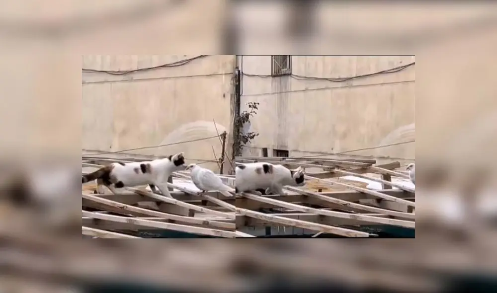 El gatito no siguió a la naturaleza y optó por no ser agresivo. Foto: Líbero / TikTok