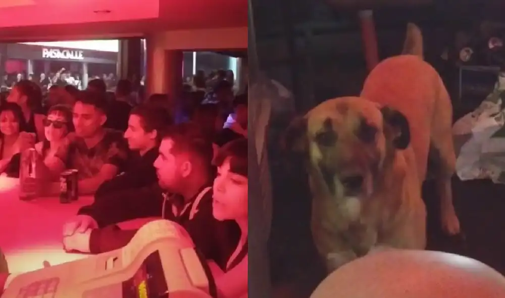 El clip que protagoniza el perrito obtuvo más de un millón de visualizaciones. Foto: composición LR/captura de TikTok/@alexisgonzalez710 El clip que protagoniza el perrito obtuvo más de un millón de visualizaciones. Foto: composición LR/captura de TikTok/@alexisgonzalez710