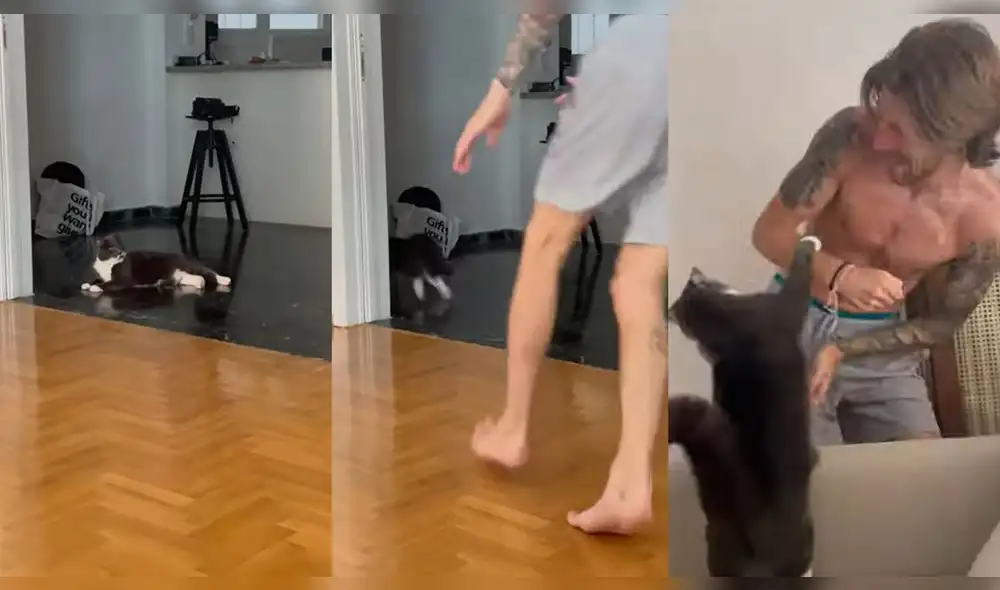 El felino persiguió hasta los muebles a su cuidador. Foto: captura de YouTube El felino persiguió hasta los muebles a su cuidador. Foto: captura de YouTube