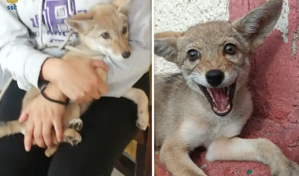 Las autoridades recuperaron a la cría de coyote y lo llevaron a un refugio especializado. Foto: Captura/CNN