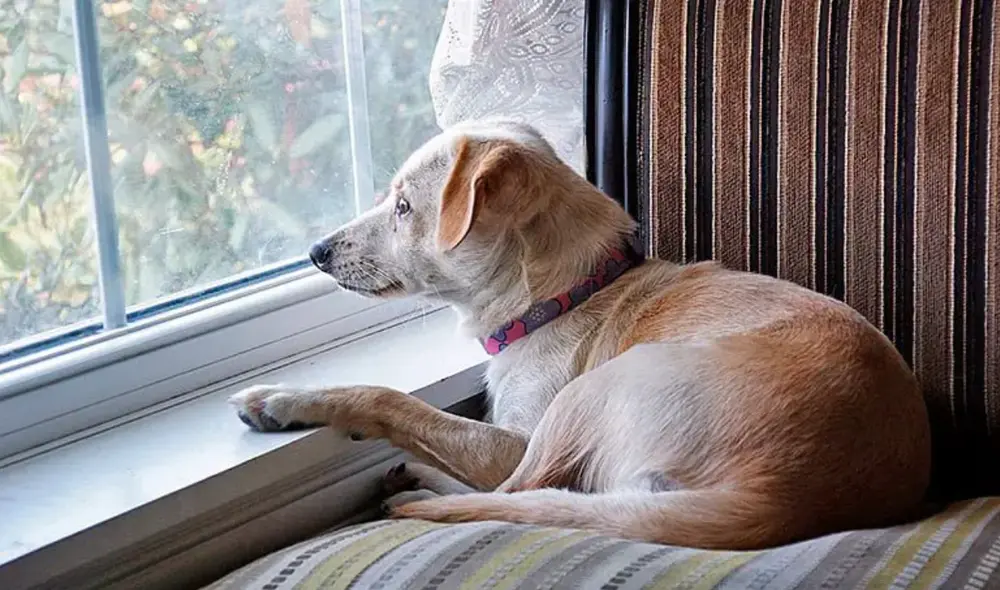 Los perros tienden a crear conductas autodestructivas si se quedan solos por mucho tiempo. Foto: Soy un perro