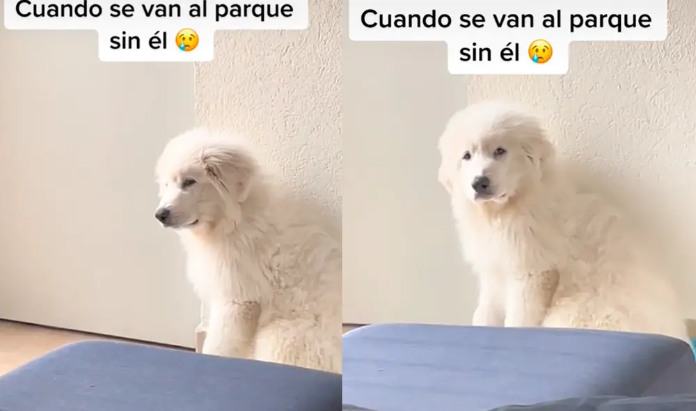 La mascota estuvo triste por no ser llevado al parque y así lo demostró frente a cientos de usuarios. Foto: composición LR/ captura de TikTok/ @sugeythfabela La mascota estuvo triste por no ser llevado al parque y así lo demostró frente a cientos de usuarios. Foto: composición LR/ captura de TikTok/ @sugeythfabela