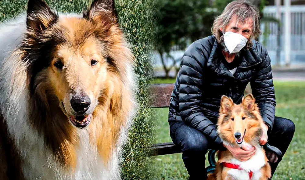 Esta raza es la favorita de Ricardo Gareca. Foto: composición de Jazmin Ceras/La República