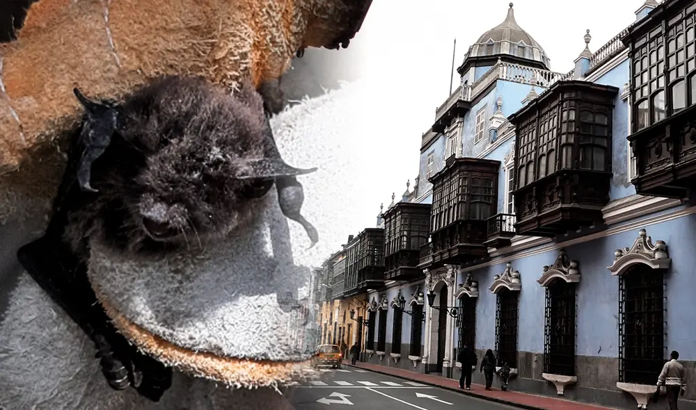 La presencia de murciélagos en Lima es completamente normal, indican los expertos. Foto: composición LR/Serfor/difusión