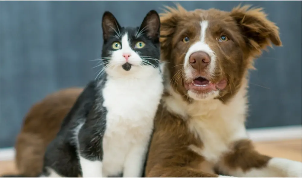 Perros y gatos son las mascotas que mayormente presentan este problema. Foto: Muy Interesante