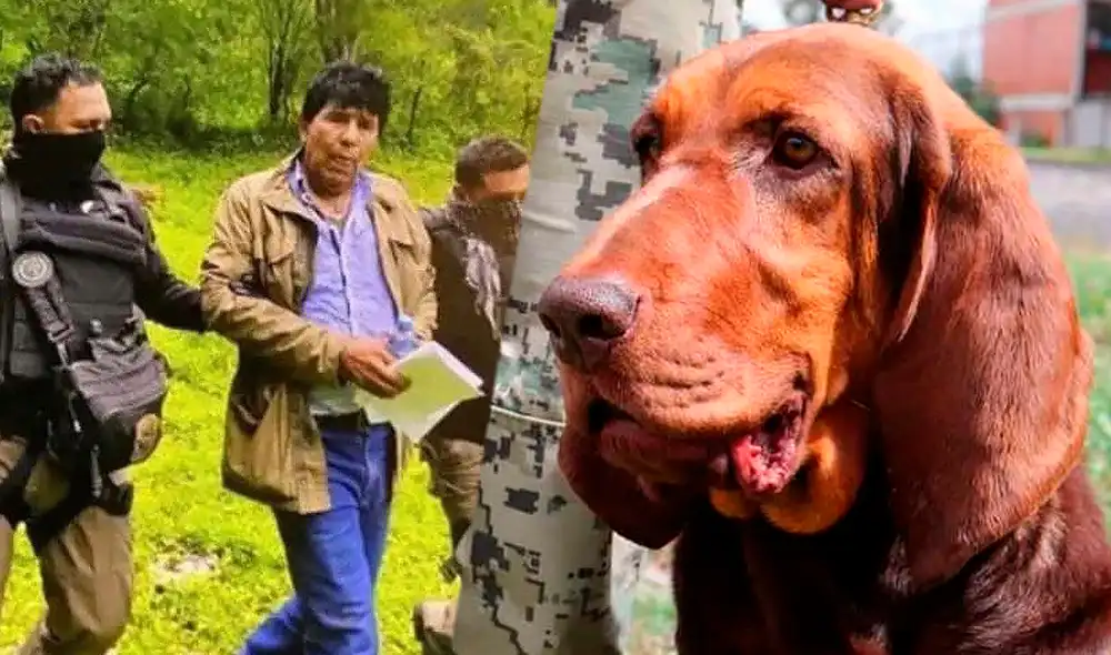 Max, el can, participó en la captura de Rafael Caro Quintero. Foto: Secretaría de Marina (Semar)