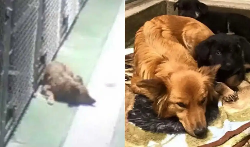 Los animalitos se ganaron el cariño de miles de cibernautas. Video: Barkers Pet Motel and Grooming/ YouTube