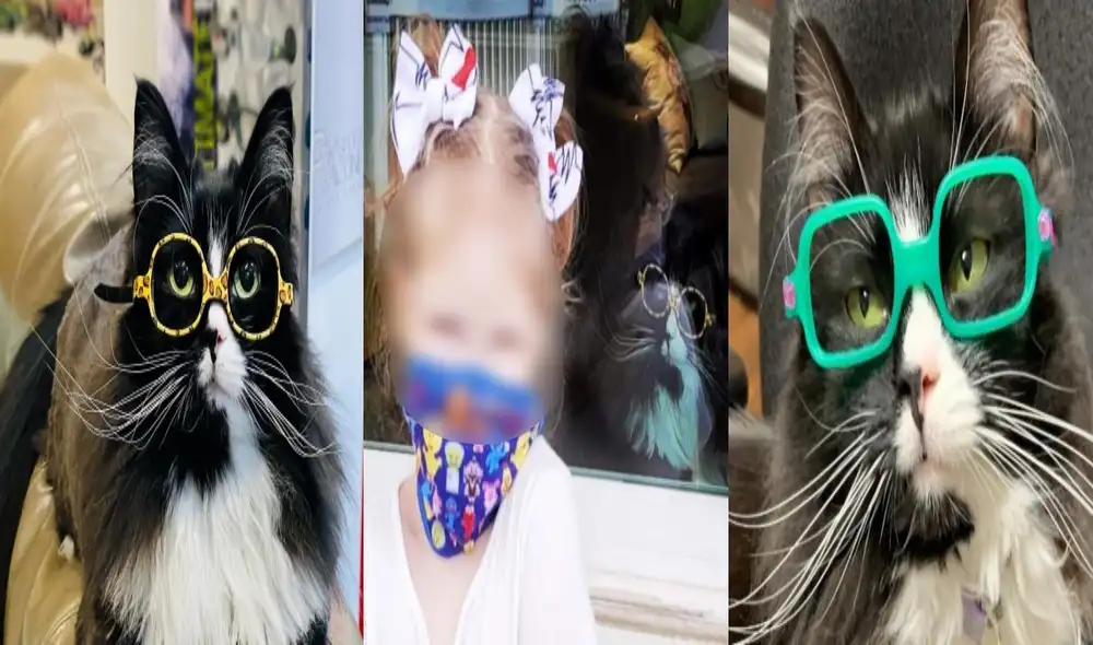 La adorable gatita se ganó el cariño de miles de cibernautas. Video: 
Zenger/ YouTube