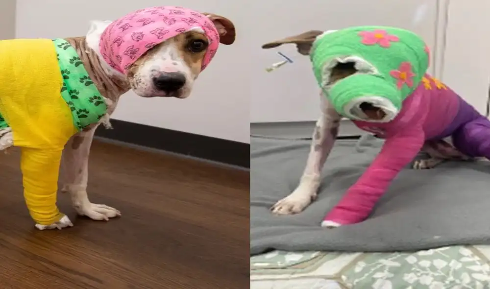 La perrita tiene quemaduras en más del 60% de su cuerpo y comenzará a recibir injertos de piel. Video: TikTok/@justice4riona