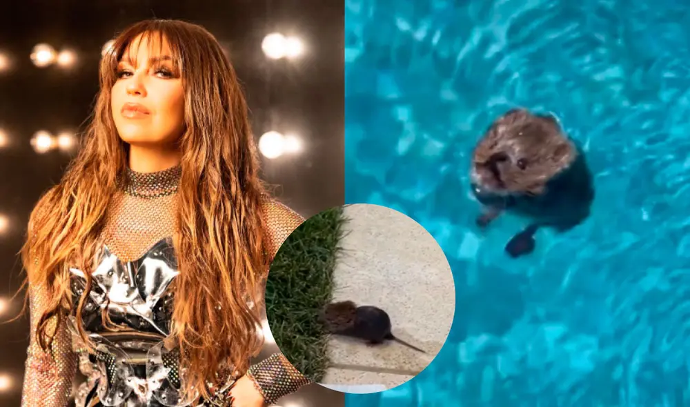 Thalía recibió los halagos de sus fans tras mostrar que devolvió al ratón a su hábitat. Foto: composición LR/Thalía/Instagram/Thalía/TikTok
