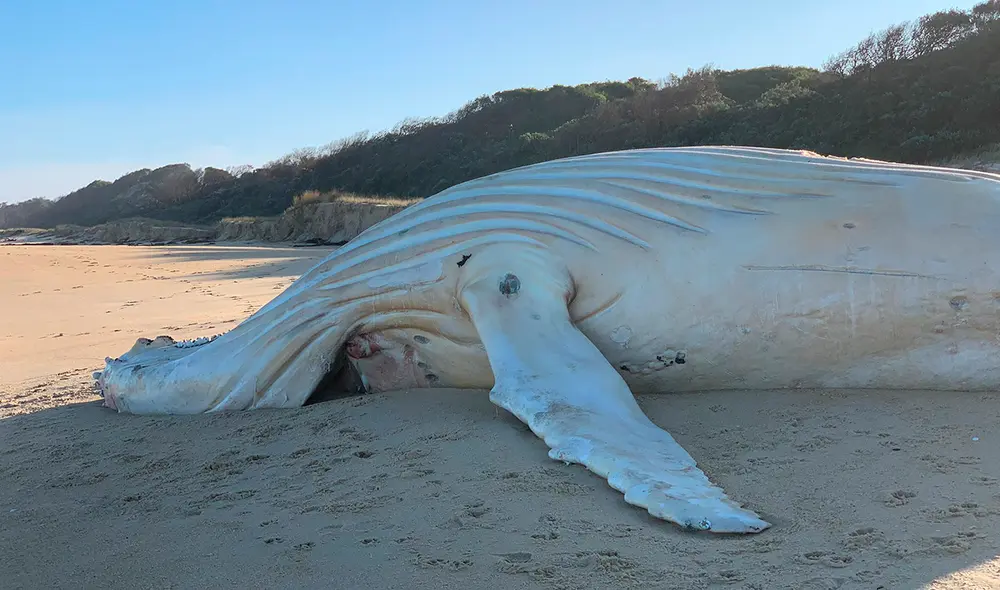 El cadáver de la ballena albina llegó a la costa en Mallacoota, al sureste de Australia. Foto: Peter Coles. El cadáver de la ballena albina llegó a la costa en Mallacoota, al sureste de Australia. Foto: Peter Coles.
