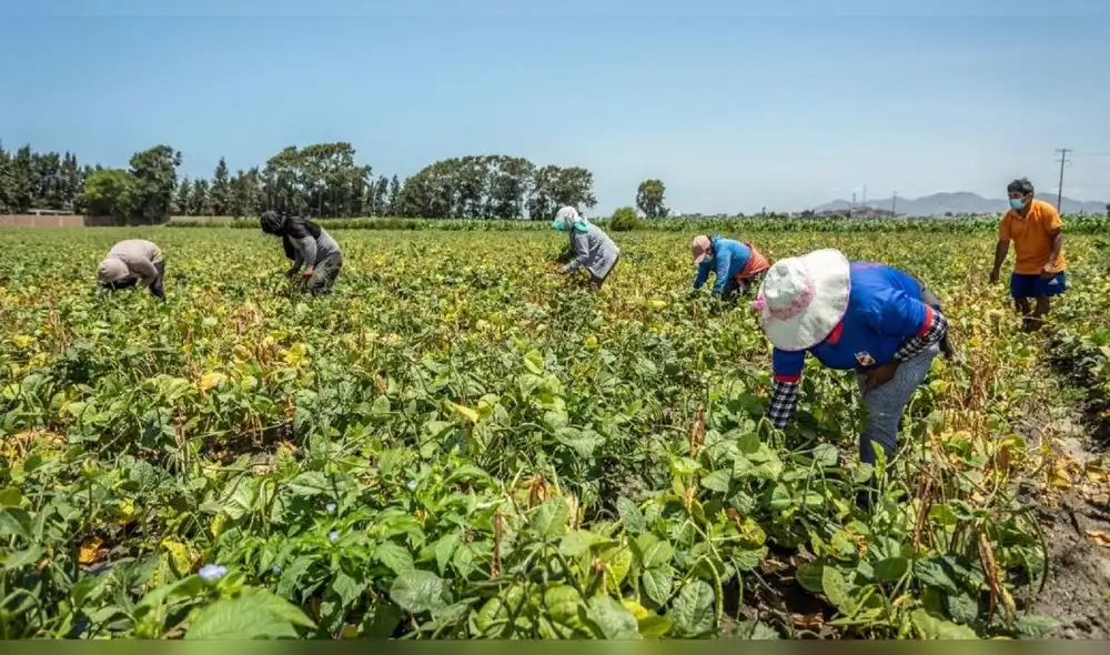 El Ejecutivo declaró en emergencia el agro por primera vez en marzo de este año por 120 días calendario. Foto: Andina