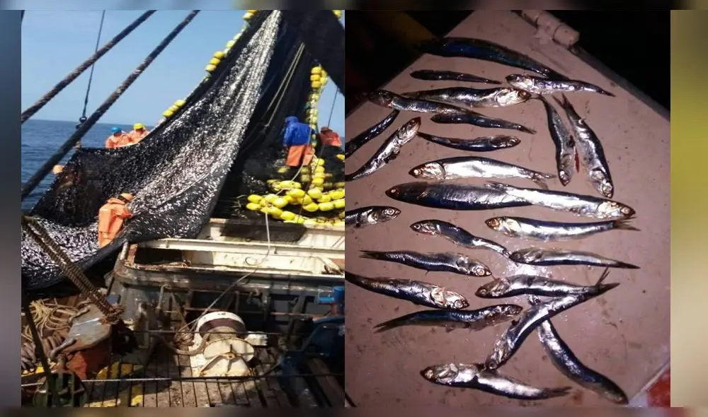 Pescadores de Chimbote piden a Produce detener pesca de anchoveta en estado juvenil. Foto: La República Pescadores de Chimbote piden a Produce detener pesca de anchoveta en estado juvenil. Foto: La República
