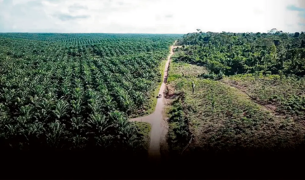 Tala de árboles. Fiscales y testigos sufren amenazas. Investigan crimen organizado y corrupción. Foto: difusión