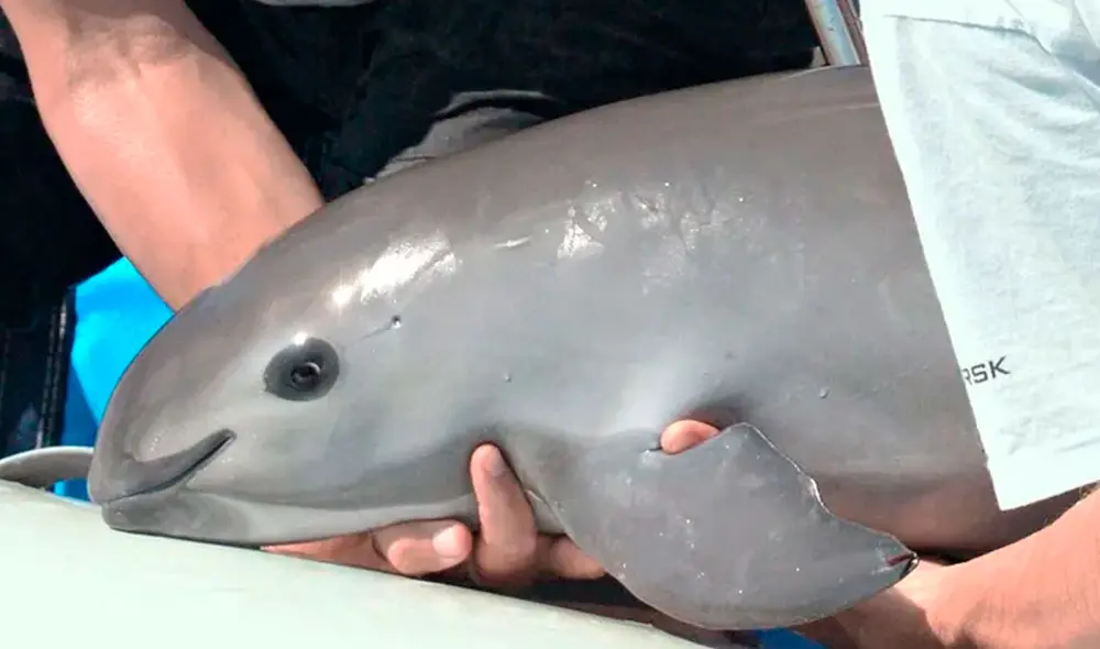 México ha prohibido la captura de totoaba y ha hecho ilegal la pesca con redes de enmalle cerca a donde viven las vaquitas. Foto: VaquitaCPR México ha prohibido la captura de totoaba y ha hecho ilegal la pesca con redes de enmalle cerca a donde viven las vaquitas. Foto: VaquitaCPR