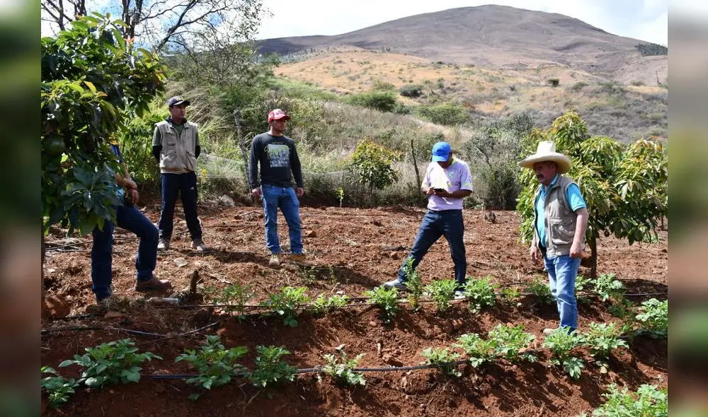 Agricultores han instalado sistema de riego por goteo. Foto: GRALL