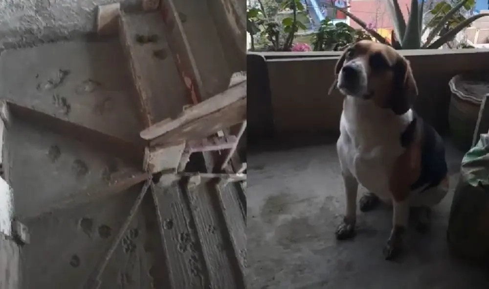 El perrito quedó con sus patas manchadas debido a su travesura. Foto: composición LR/ captura de TikTok/ @filibertoha