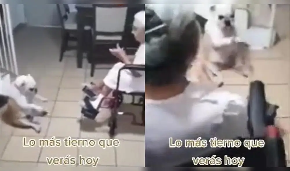 El perrito bailó al ritmo del canto de su cuidadora. Foto: composición LR/@fidesratio/TikTok