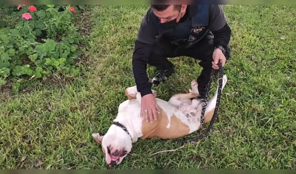 Estos tres canes han sido incluídos para trabajar como perros de la Gerencia de Seguridad Ciudadana. Foto: Municipalidad de Surco