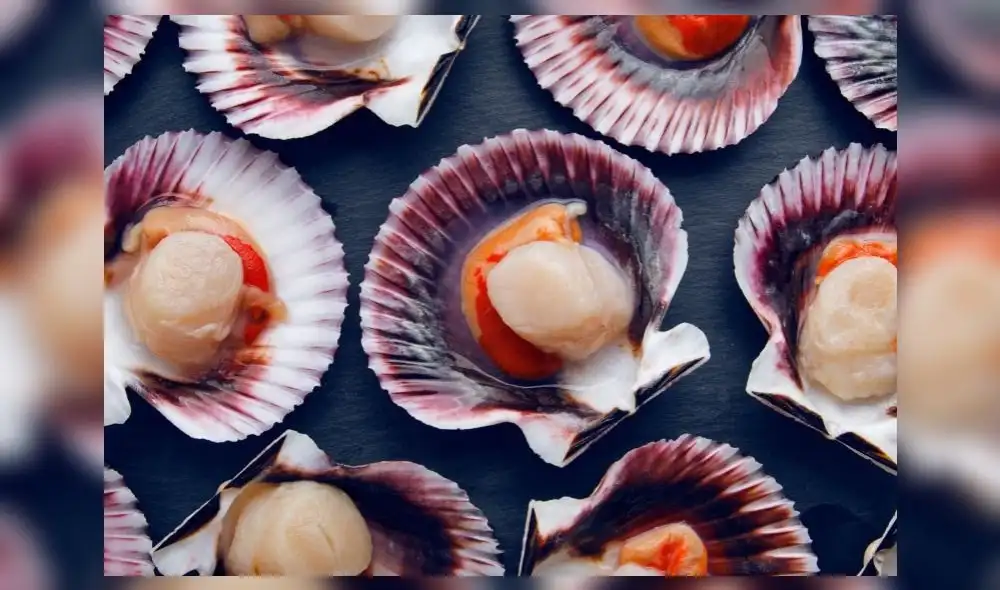 La producción nacional de conchas de abanico se concentrada en el norte del país. La región Piura ostenta el 81% de la producción y, en menor medida, la región Ancash, con el 18%. Foto: difusión