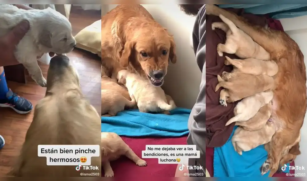 La perrita no dejó que se acerque a todas sus crías. Foto: composición/ @isma2503/TikTok